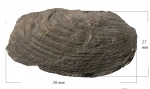 Edmondia suclata Phillips,1836