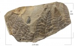 Asterotheca Miltonii (Artis) Zeill.