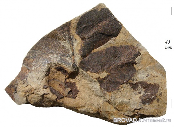 Pteridospermae, Gymnospermae, cormophyta, Odontopteris aiutensis