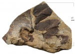 Odontopteris aiutensis Zales. et Tschirk.