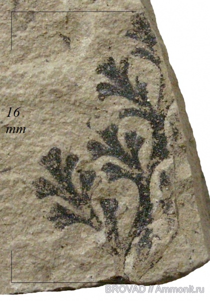Pteridospermae, Gymnospermae, Palmatopteris furcata, cormophyta