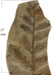 Neuropteris tenuifolia (Schloth.) Brongn.