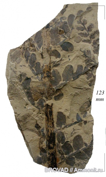 Pteridospermae, Gymnospermae, cormophyta, Neuropteris obliqua