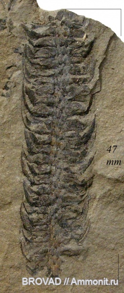 Lycopsida, cormophyta, sigillariaceae, Sigillariostrobus Crepinii