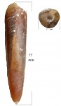 Belemnitella mucronata senior Nowak,1913