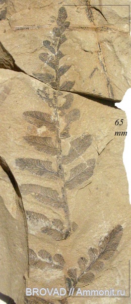 Neuropteris tenuifolia, Pteridospermae, Gymnospermae, cormophyta