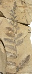 Neuropteris tenuifolia (Schloth.) Brongn.