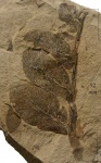 Odontopteris Kryshtofovichii Nov.