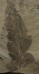 Odontopteris Kryshtofovichii Nov.