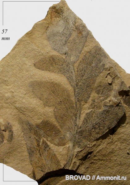 Pteridospermae, Gymnospermae, cormophyta, Odontopteris aiutensis