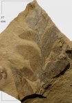 Odontopteris aiutensis Zales. et Tschirk.