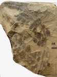 Neuropteris heterophylla Brongn.