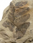 Neuropteris tenuifolia (Schloth.) Brongn.