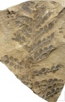Neuropteris tenuifolia (Schloth.) Brongn.
