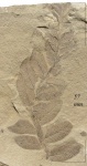Neuropteris tenuifolia (Schloth.) Brongn.