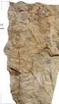 Asterophyllites equisetiformis (Schloth.) Brongn.