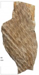Lepidodendron ophiurus Brongn.
