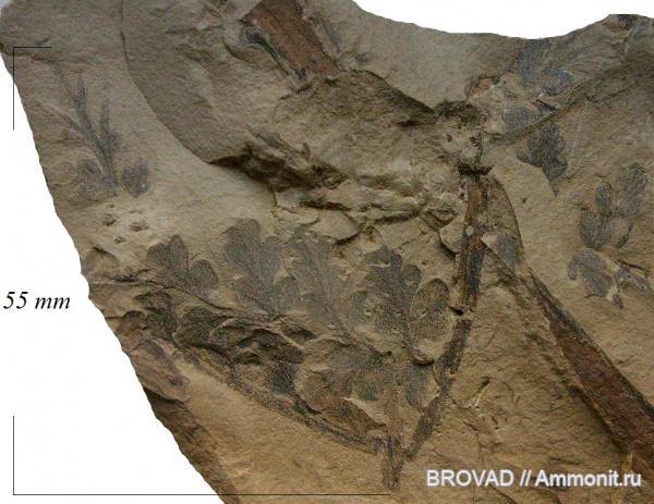Pteridospermae, Gymnospermae, cormophyta, Mariopteris latifolia