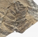 Asterotheca Miltonii (Artis) Zeill.