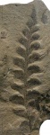 Neuropteris obliqua Brongn.