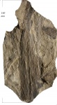 Lepidodendron rimosum Sternb.
