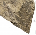 Asterotheca Miltonii (Artis) Zeill.