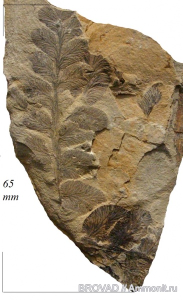 Pteridospermae, Gymnospermae, cormophyta, Neuropteris obliqua