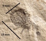 Eophrynus sp.