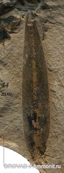 Lycopsida, cormophyta, lepidodendrales, Lepidostrobophyllum majus