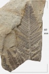 Asterotheca Miltonii (Artis) Zeill.