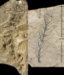 Asterophyllites equisetiformis (Schloth.) Brongn.