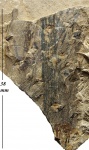 Asolanus camptotaenia Wood.