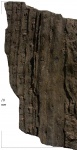 Sigillaria (Eusigillaria) sp. (ex gr. Rhytidolepis)