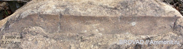 Gymnospermae, cormophyta, cordaitales, Stachyospermidae