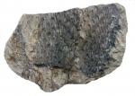 Lepidodendron aculeatum Sternb.