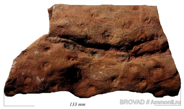 Stigmaria ficoides, Lycopsida, cormophyta