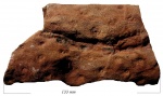 Stigmaria ficoides Sternb.