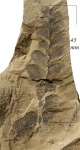 Neuropteris obliqua Brongn.