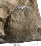 Buxtonia scabricula Mart.