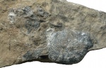 Productus semireticulatus Mart.
