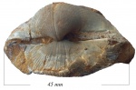 Choristites priscus Eichw.