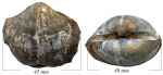 Choristites priscus Eichw.
