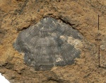 Meekella eximia Eichw.