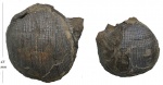Dictyoclostus donetzianus Lich.