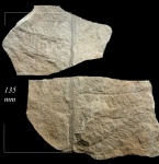 Asterotheca sp.