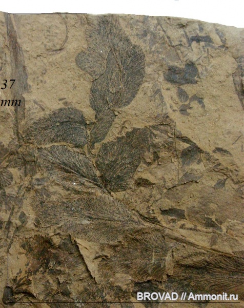 Pteridospermae, Gymnospermae, cormophyta, Odontopteris aiutensis