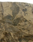 Odontopteris aiutensis Zales. et Tschirk.