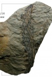 Lepidodendron aculeatum Sternb.