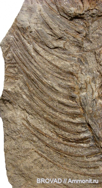 Lepidodendron aculeatum, Lycopsida, cormophyta, lepidodendrales