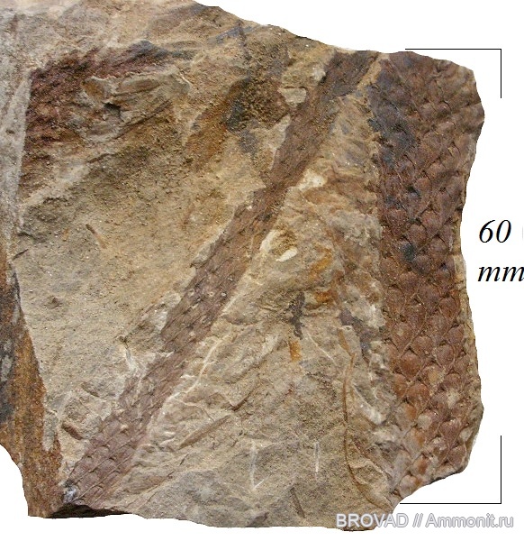 Lepidodendron aculeatum, Lycopsida, cormophyta, lepidodendrales